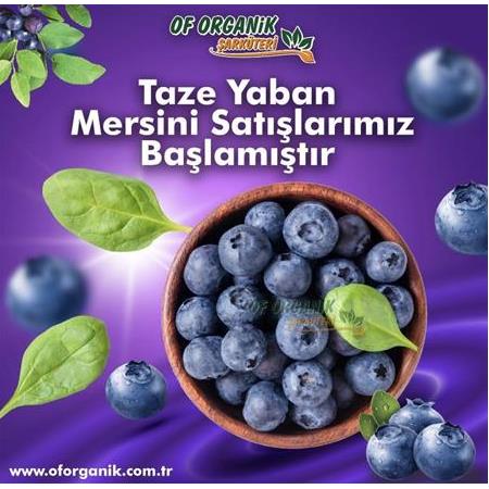 TAZE YABAN MERSİNİ (ORGANİK SERTİFİKALI)